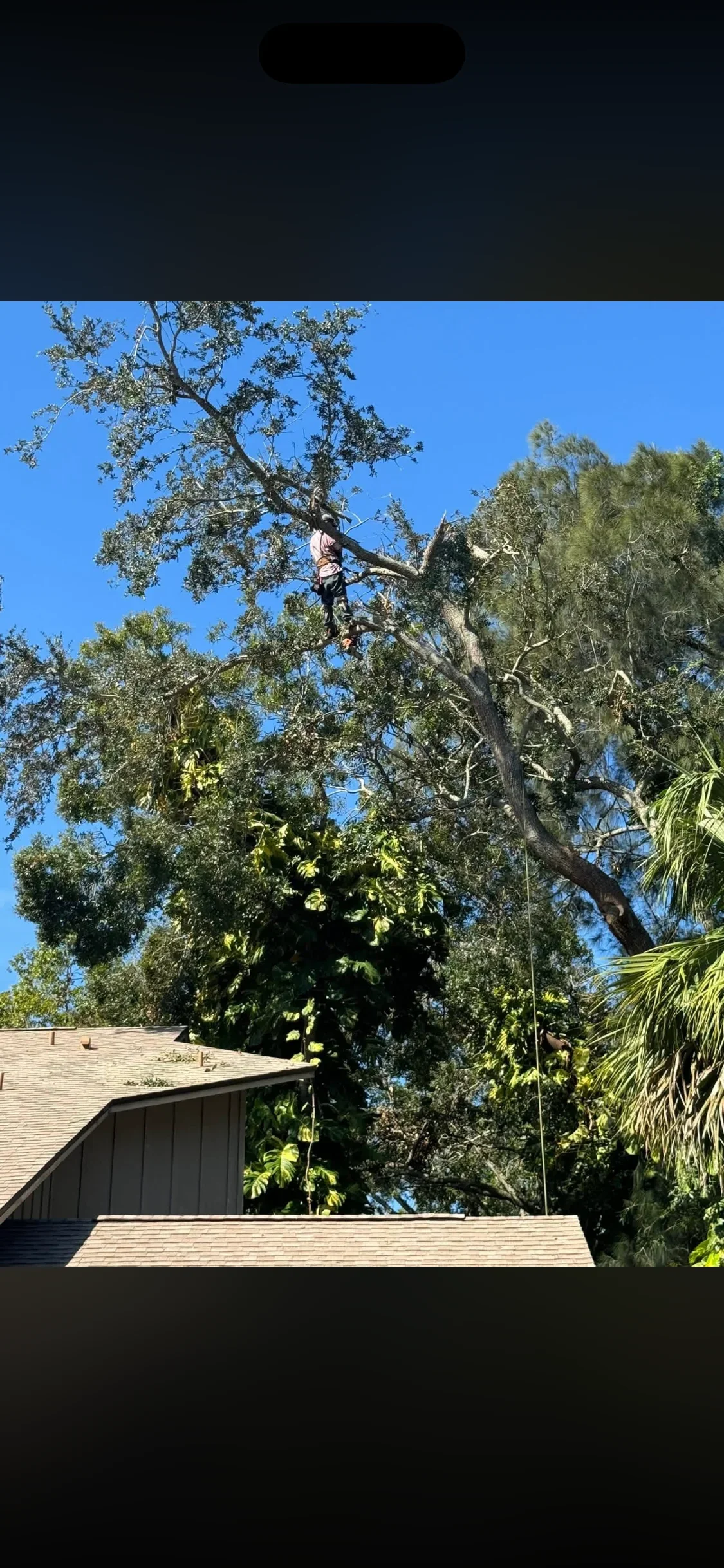 Arborist climbing large oak tree with rigging equipment near residential roof