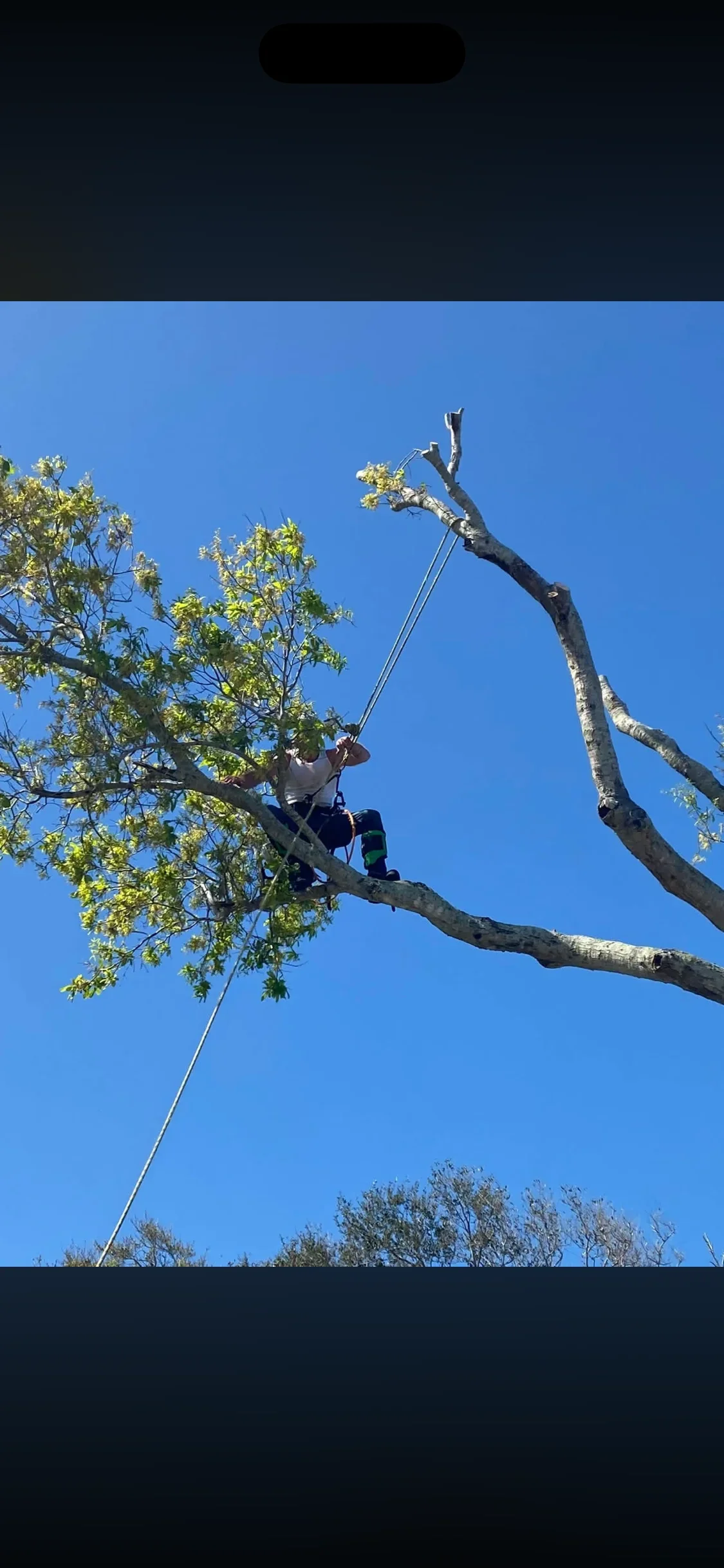 Arborist in harness removing large tree limb with rope and cutting tools