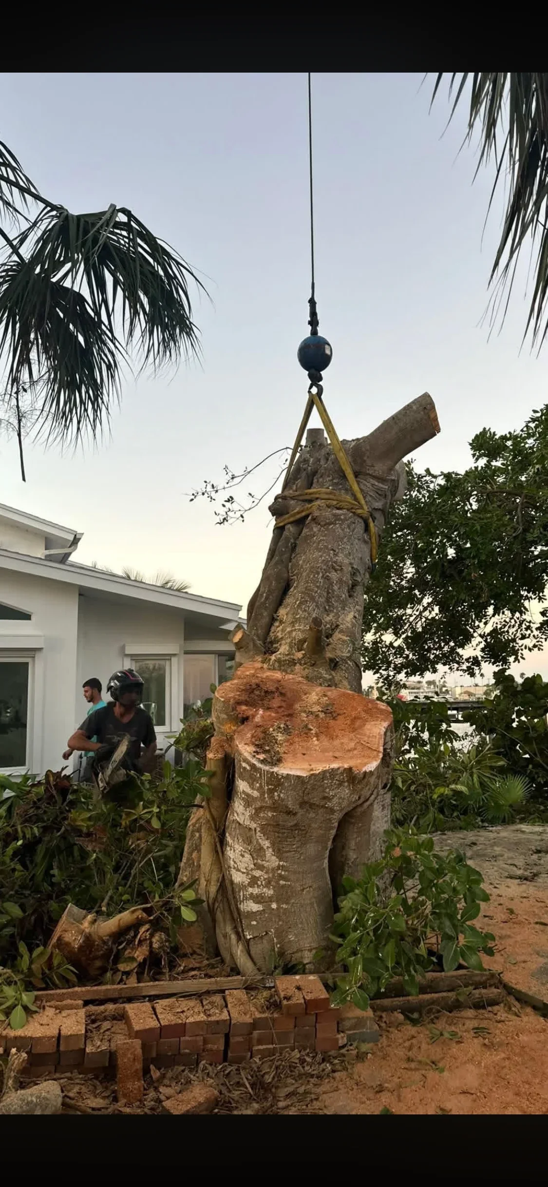 Large tree trunk being lifted by crane with yellow rigging straps and cable system during removal