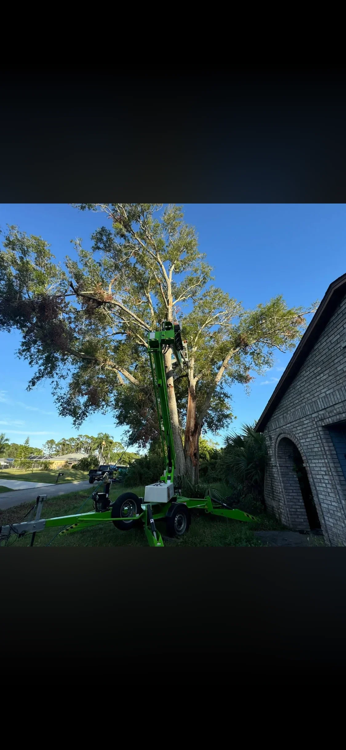 Green boom lift positioned against tall eucalyptus tree for pruning and crown work