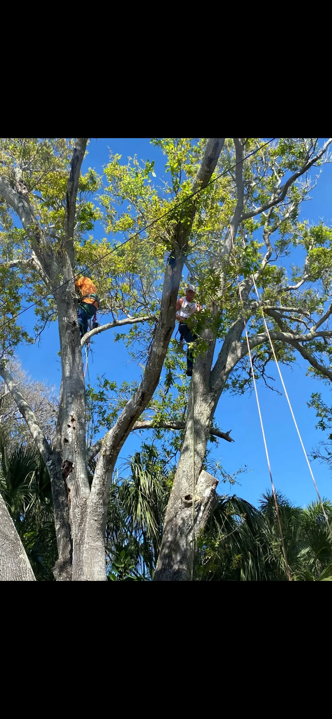 Arborist in safety harness removing large limb from tall hardwood tree with rope rigging