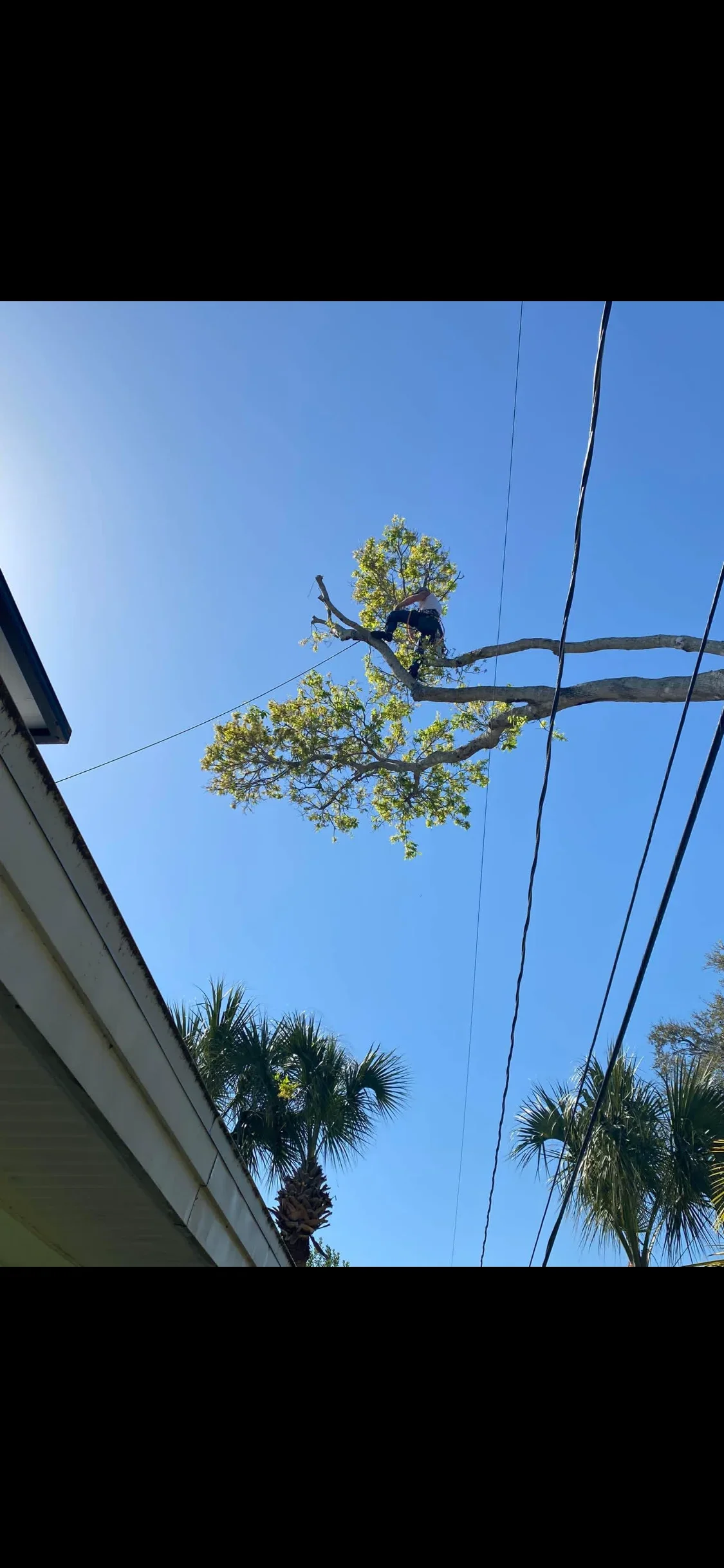 Large tree removal near overhead power lines with rigging equipment and safety protocols in place
