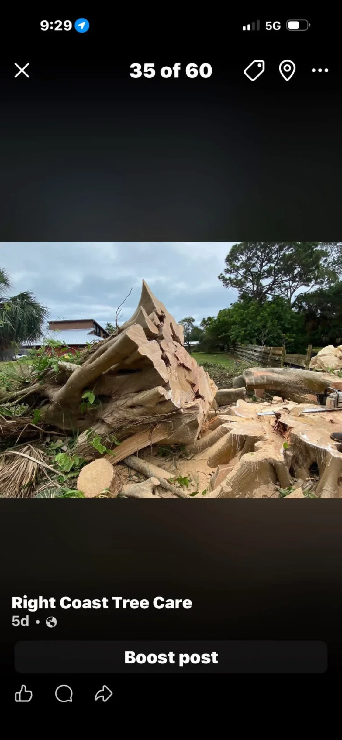 Large tree stump and root system after removal with processed wood sections on cleared ground