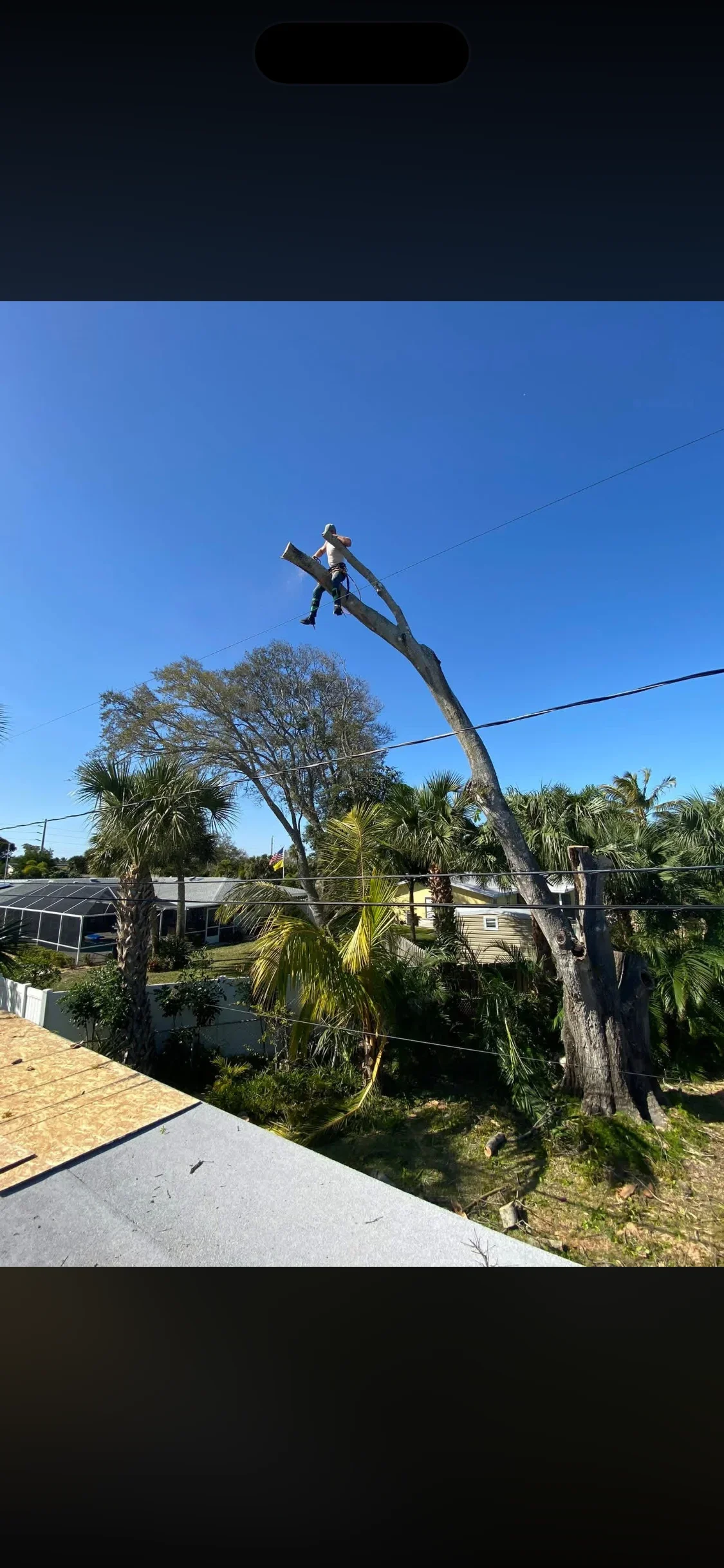 Arborist cutting large tree trunk from elevated position with safety rope and equipment