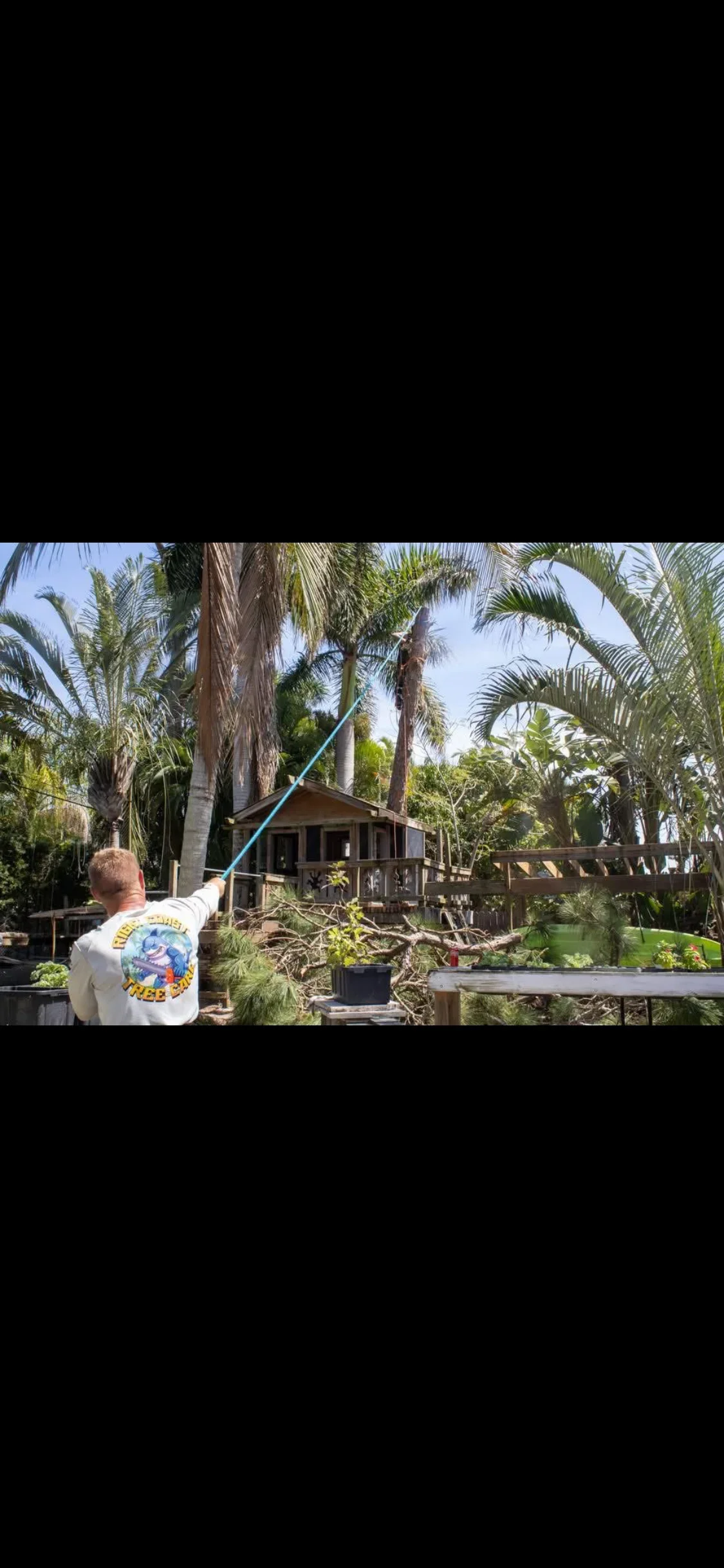 Worker using pole saw to trim tall palm tree canopy near residential structure